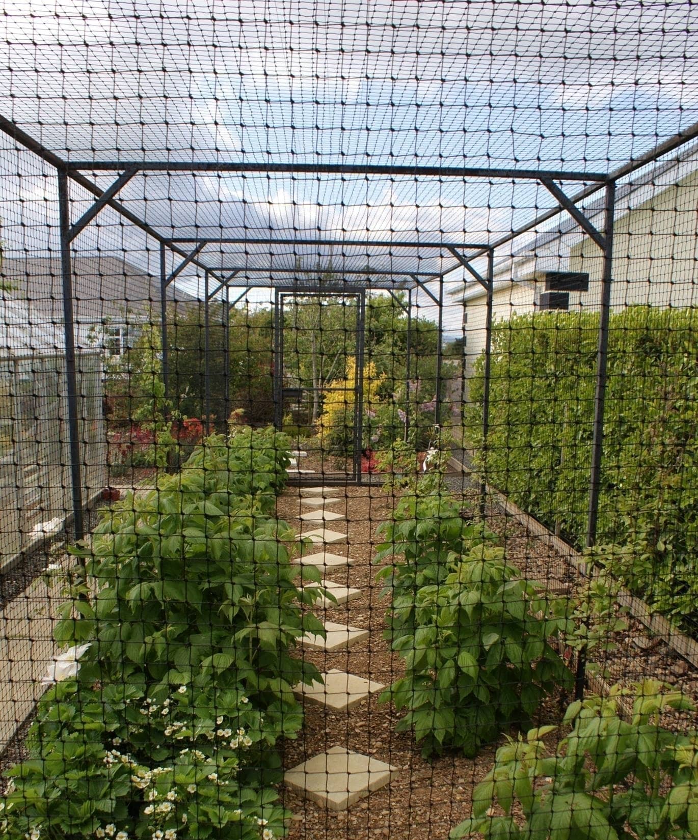 Fruit Cage Nets surrounding garden plants